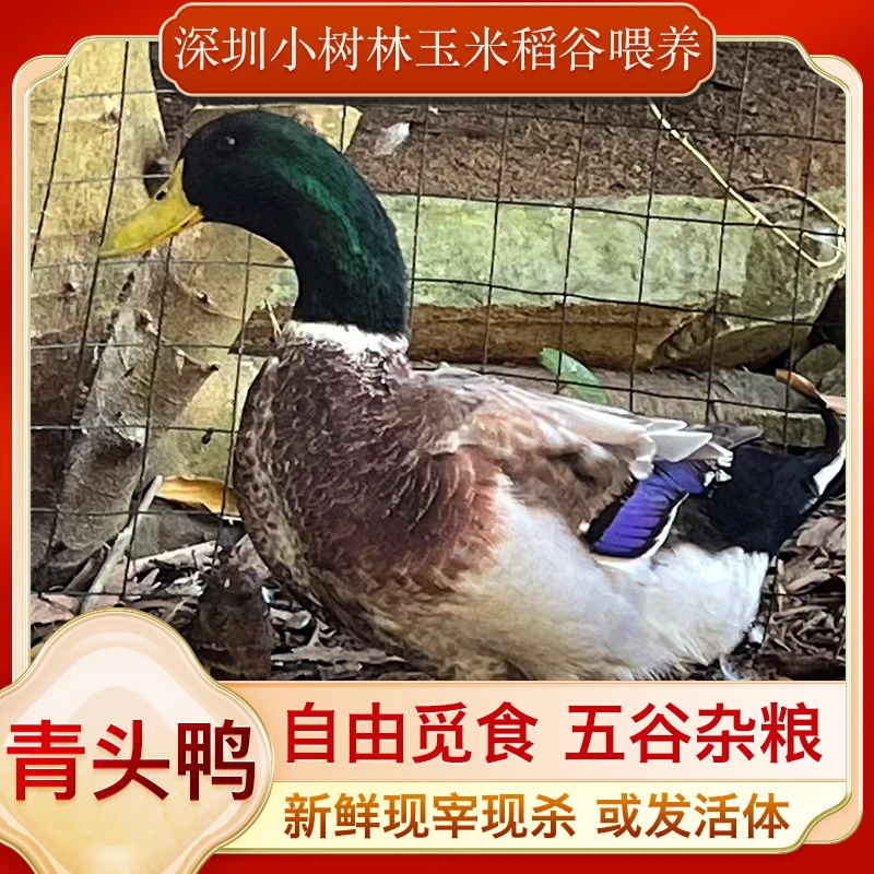 农家稻谷喂养青头鸭、现点现宰跑腿配送全深圳