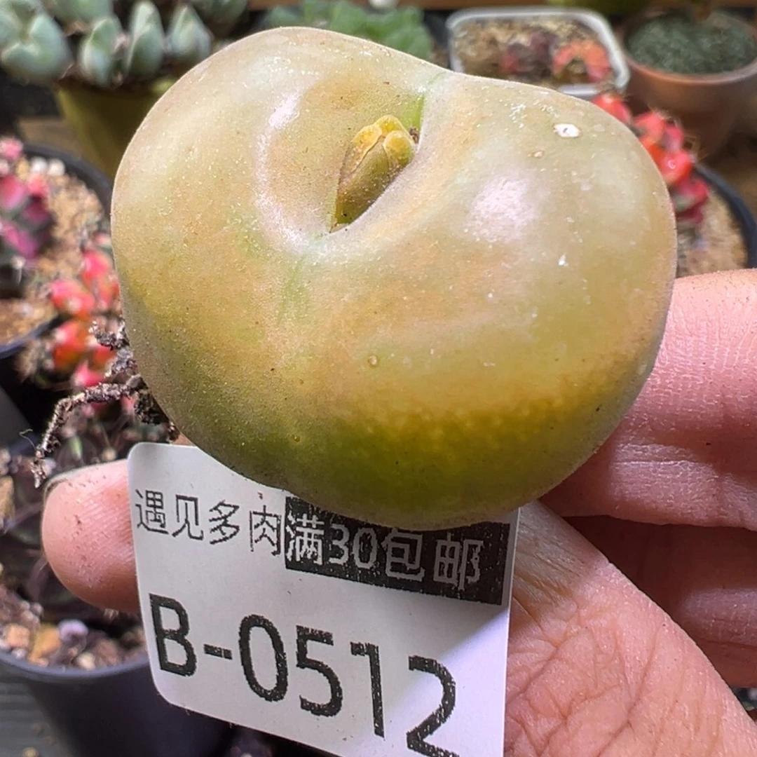 多肉植物1111111111