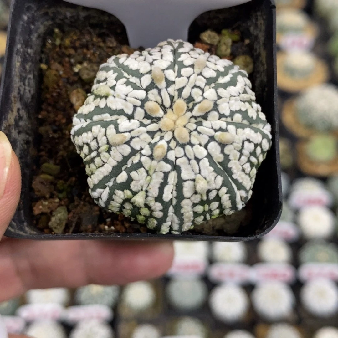 637海星浓白超兜