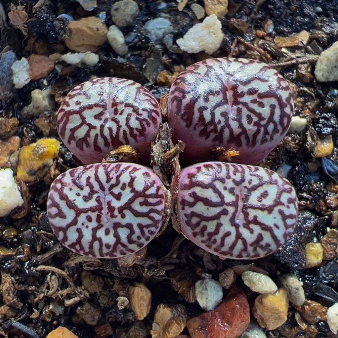 651多肉植物种类多样