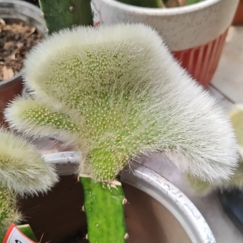 九尾狐缀化火龙果嫁接无根福26米