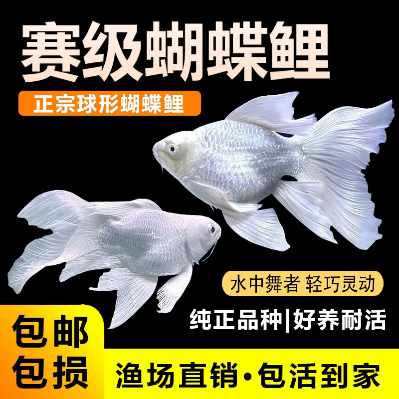 正宗台湾纯种石膏白短身球体精品蝴蝶鲤淡水观赏鱼狮子头大鳍大尾