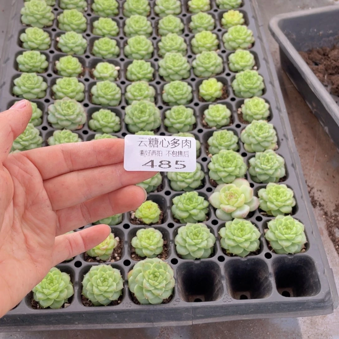 温*C云糖心多肉植物485