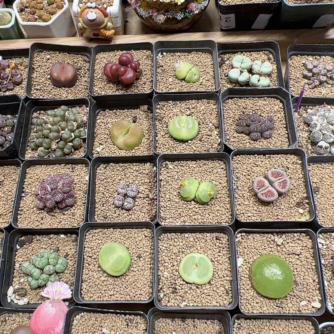 【闪购商品】巷****๑118 福利