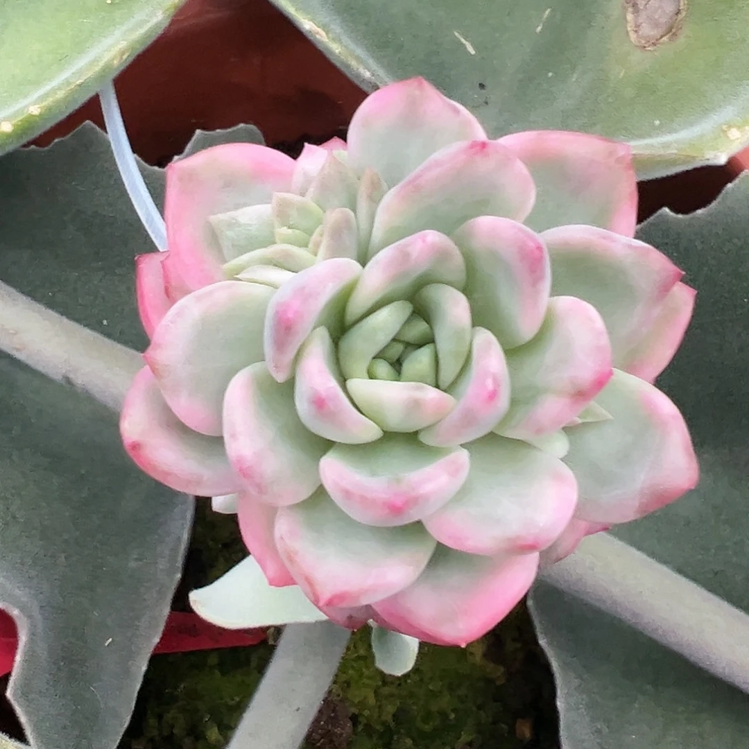 冰月亮锦嫁接多肉植物