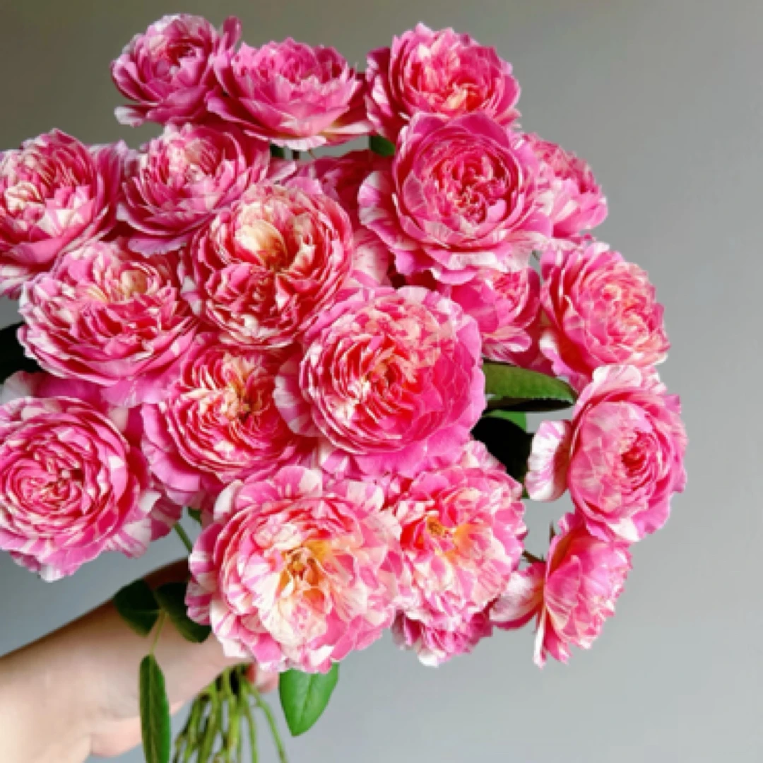 （莫奈）粉色条纹·大花浓香·耐晒耐热四季开