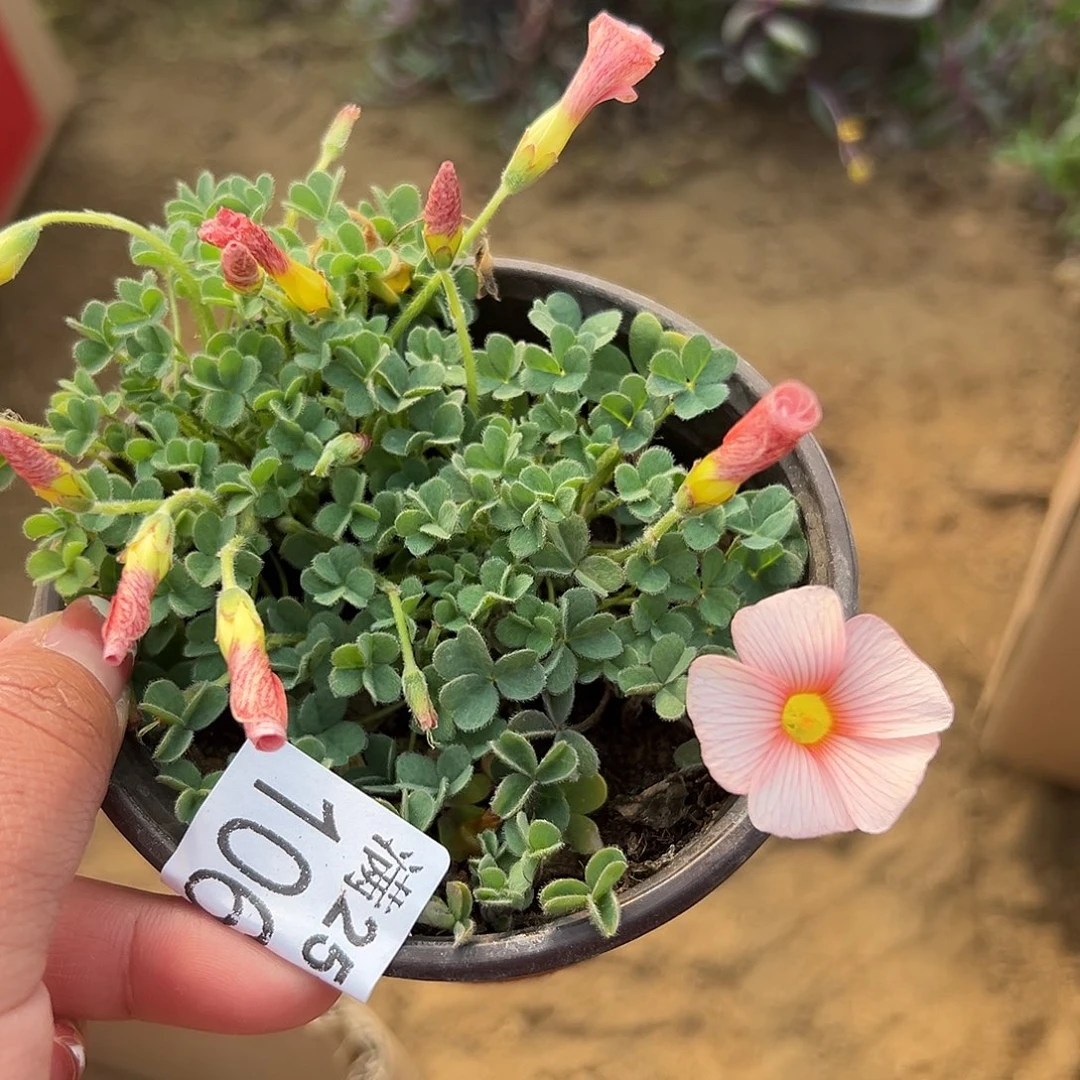 多肉植物酢浆草开花