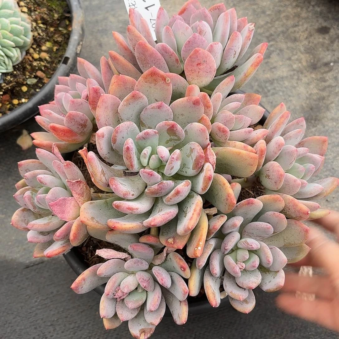 同温层多肉灰姑娘128