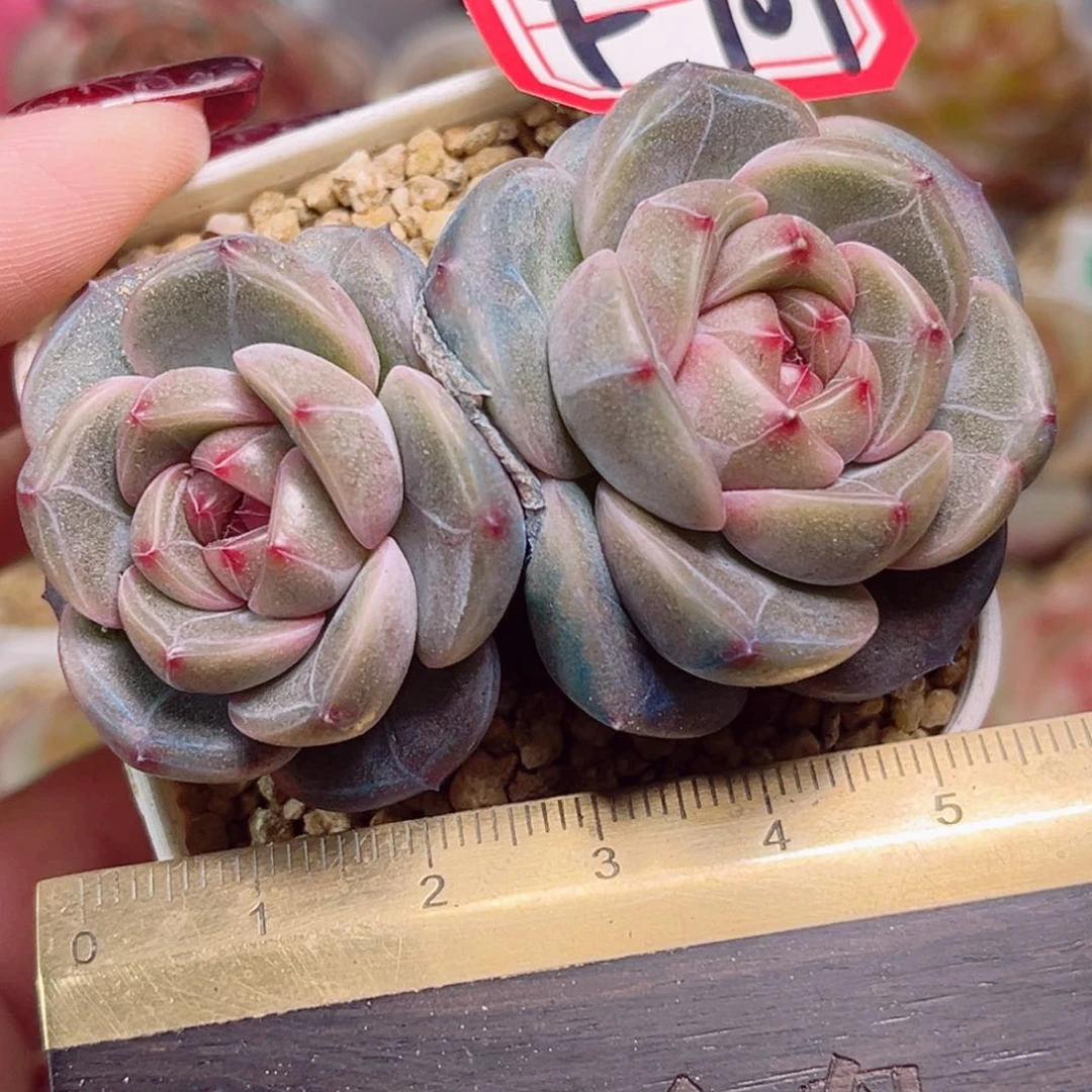 F709一物一拍 朱墨