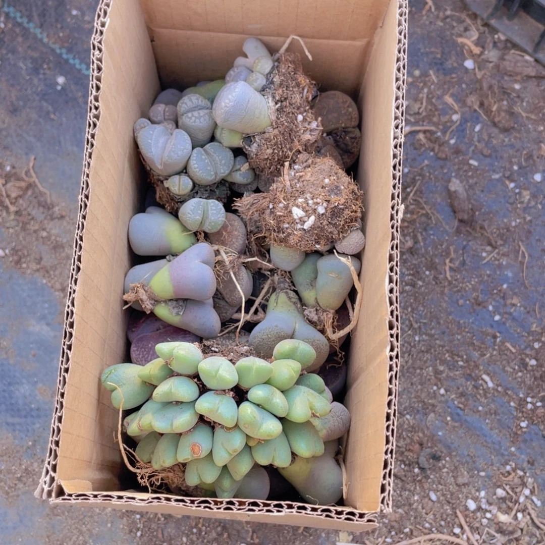 一箱母本888888888