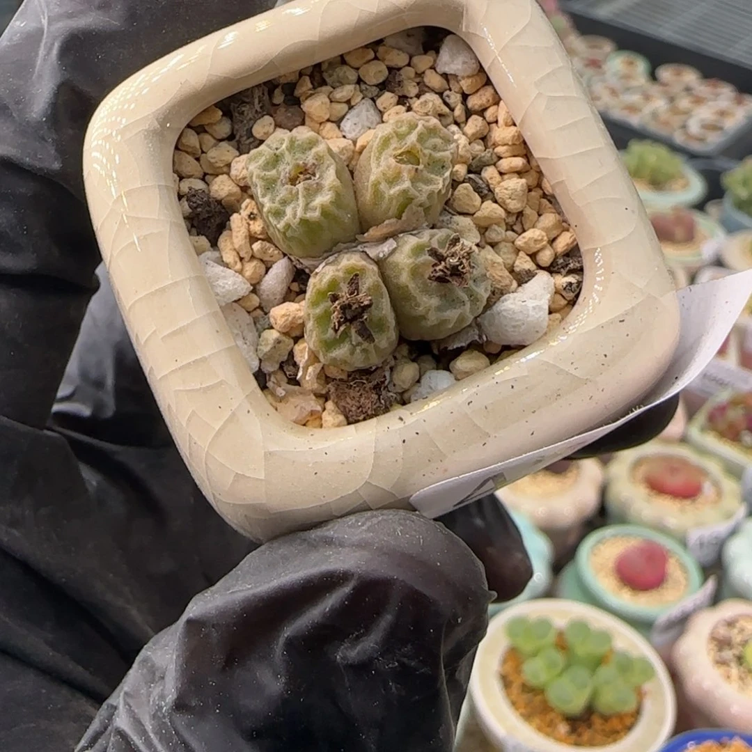 4970--一物一拍 带盆