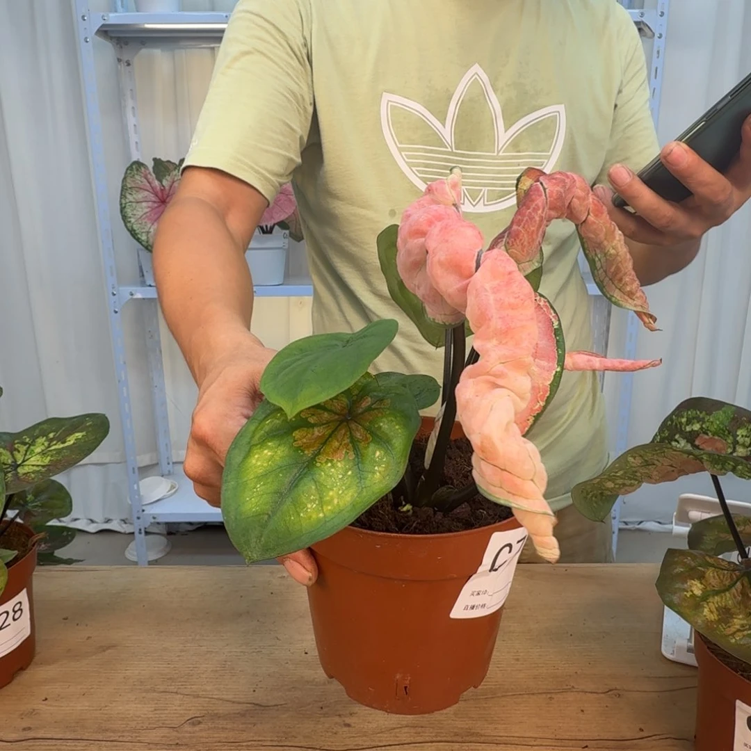 无花朵海后   C753