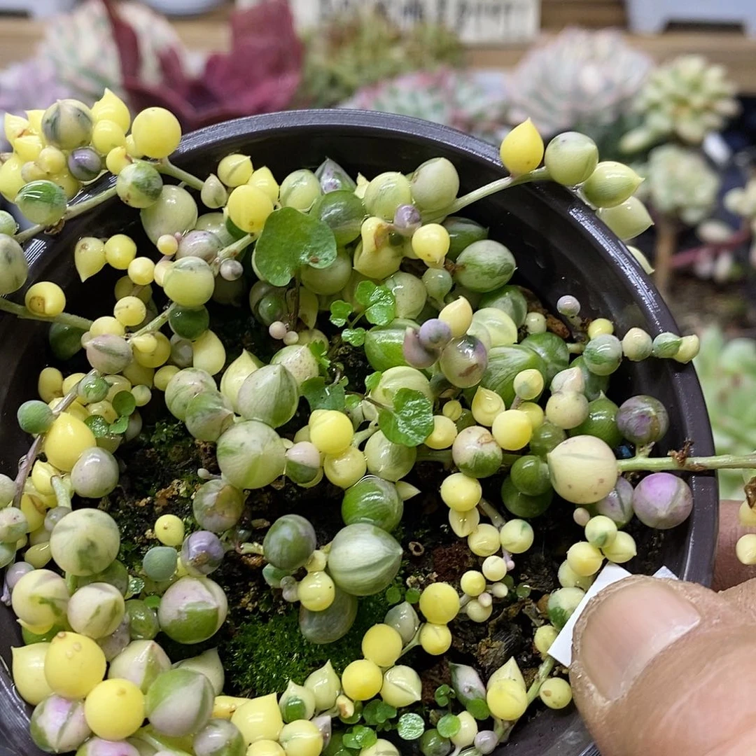 0191 佛珠锦多肉