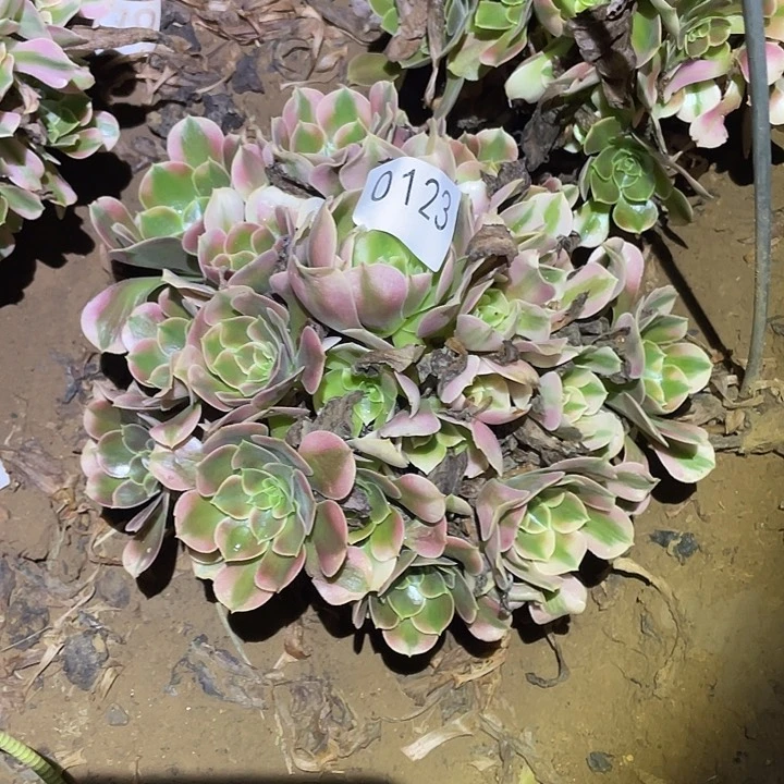 多肉植物法师123香妃