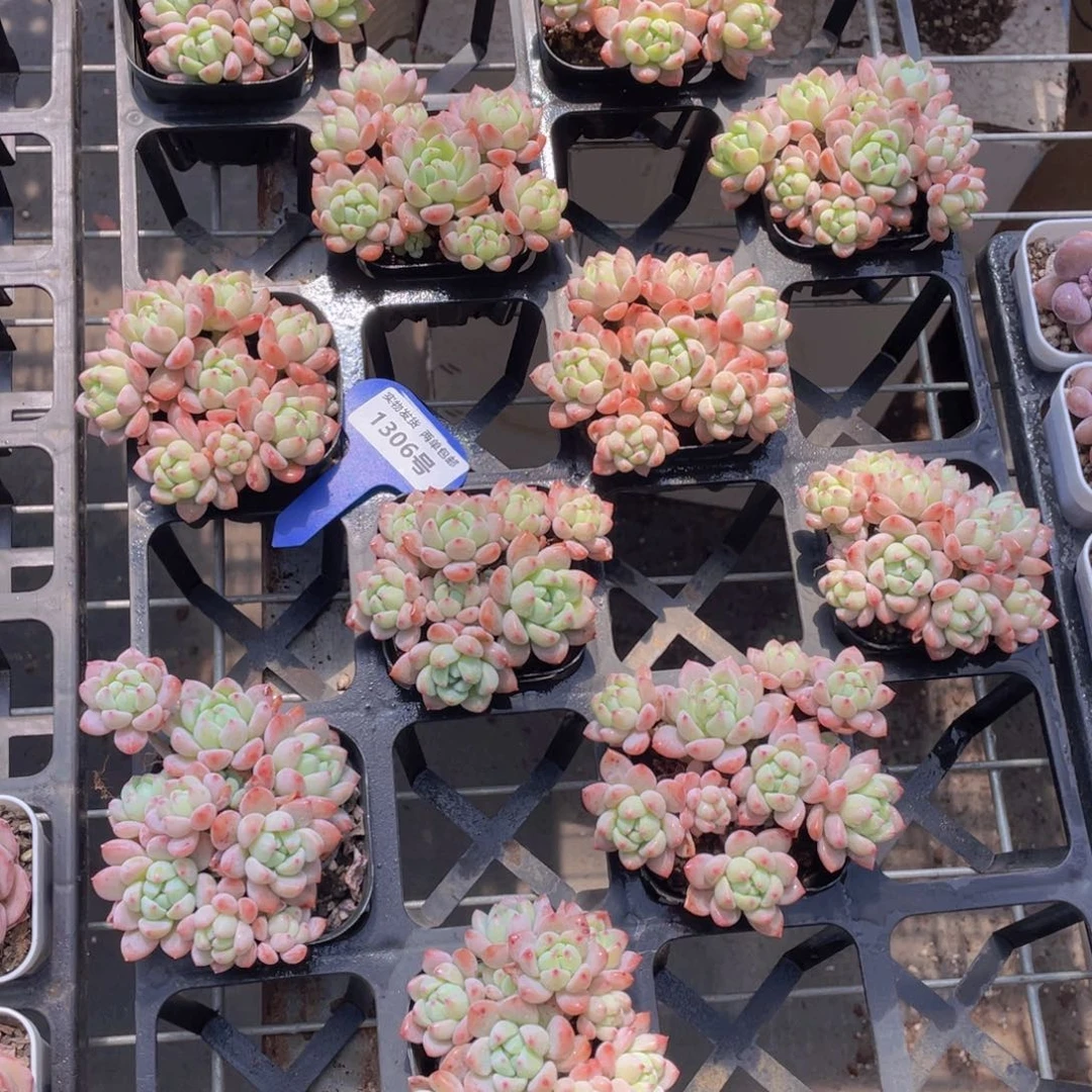 1306号 小桃红手捧大群生老桩一个