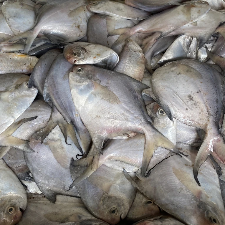 （鲳鱼）本地中号鲳鱼家熬油炸