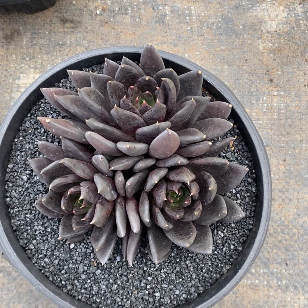 冰*火冰与火黑骑士多肉植物