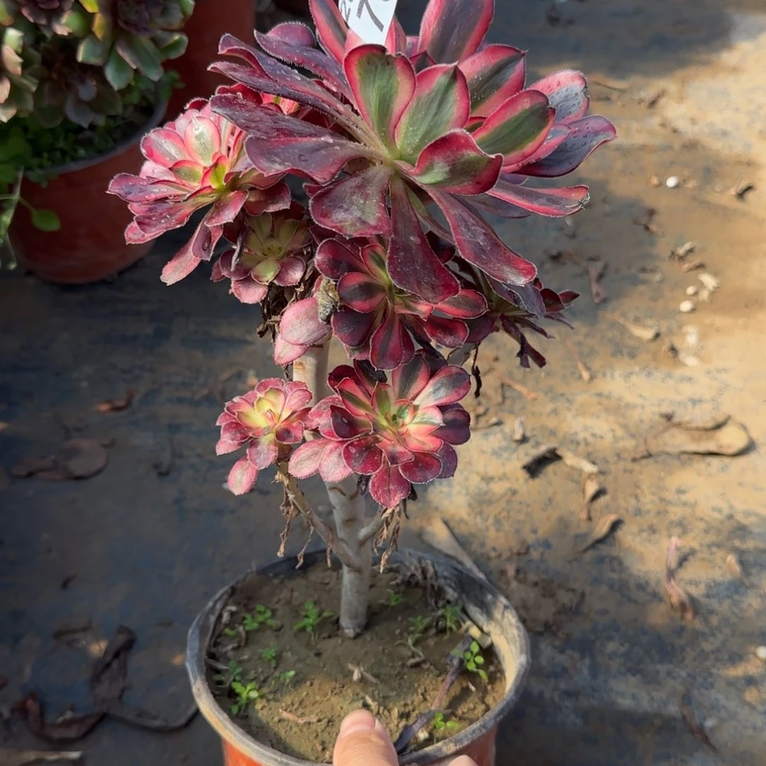 香奶奶739满20包邮断枝不包