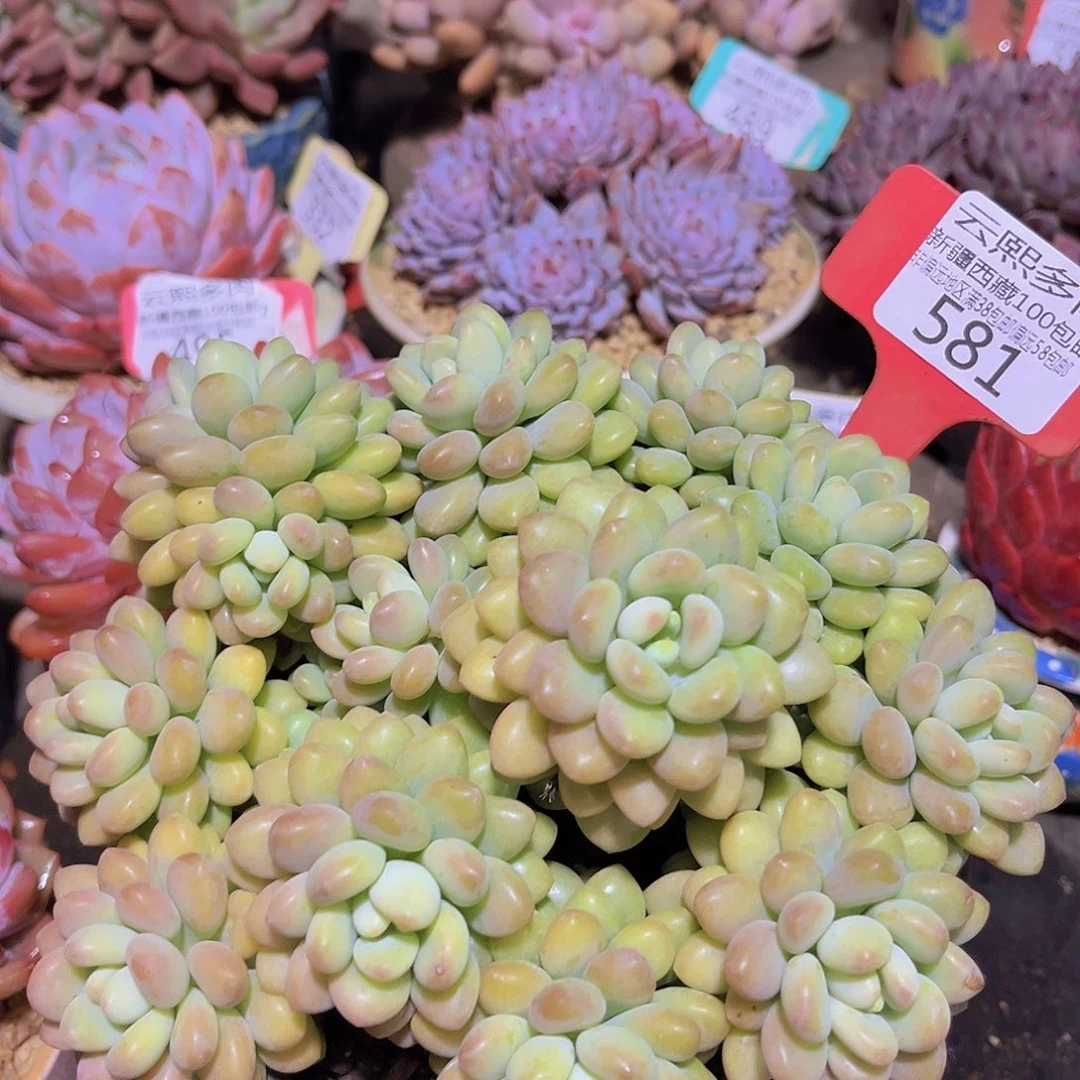 581洛可可多肉植物