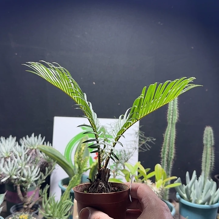 360铁树带盆发货实生