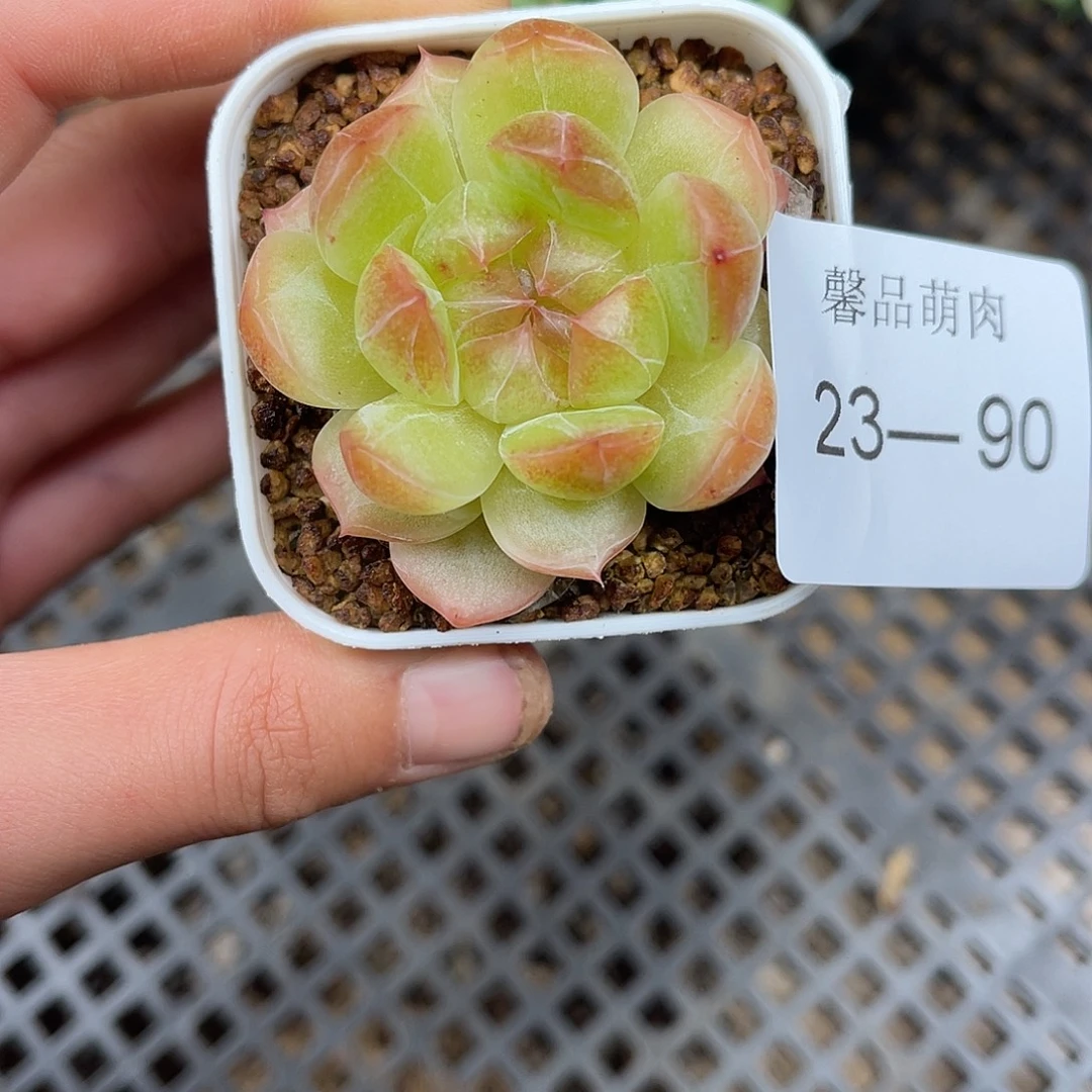 多肉一物一拍23-90