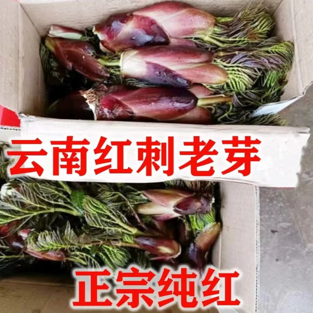 新鲜刺嫩芽刺脑包刺老芽云南红芽刺老芽刺龙芽新鲜菜顺丰包邮
