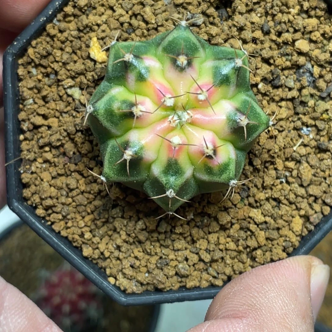 当前无花朵，栽培后可花朵穹顶