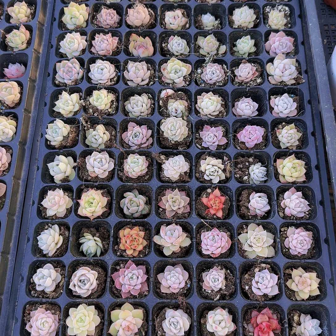 直播一物一拍多肉83