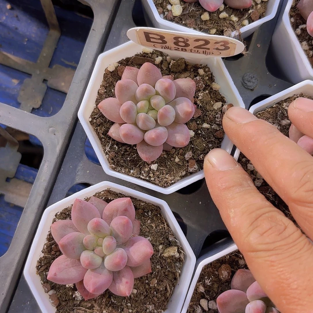 B823金鱼姬一物一拍