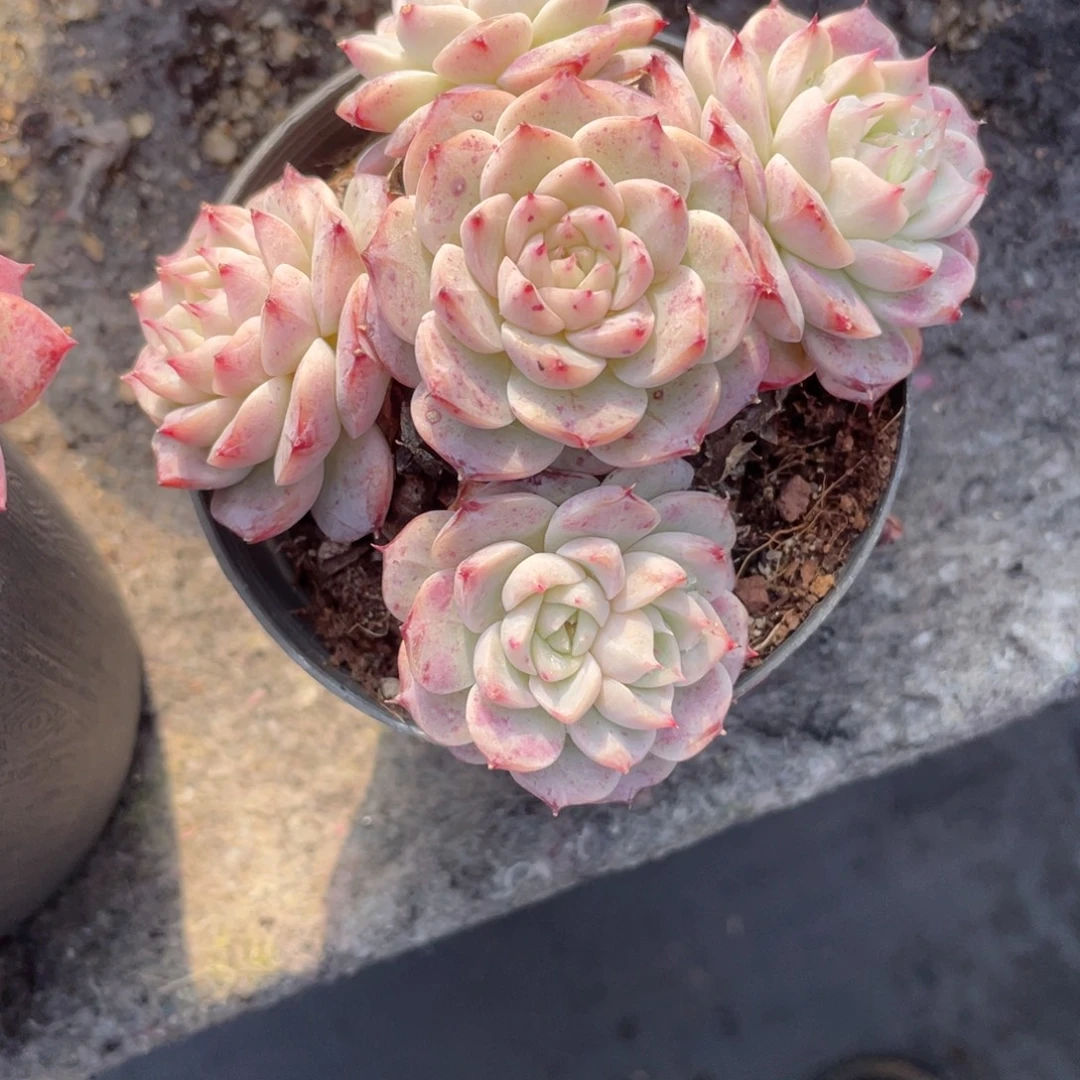 又***梨0541  鹅 六月六