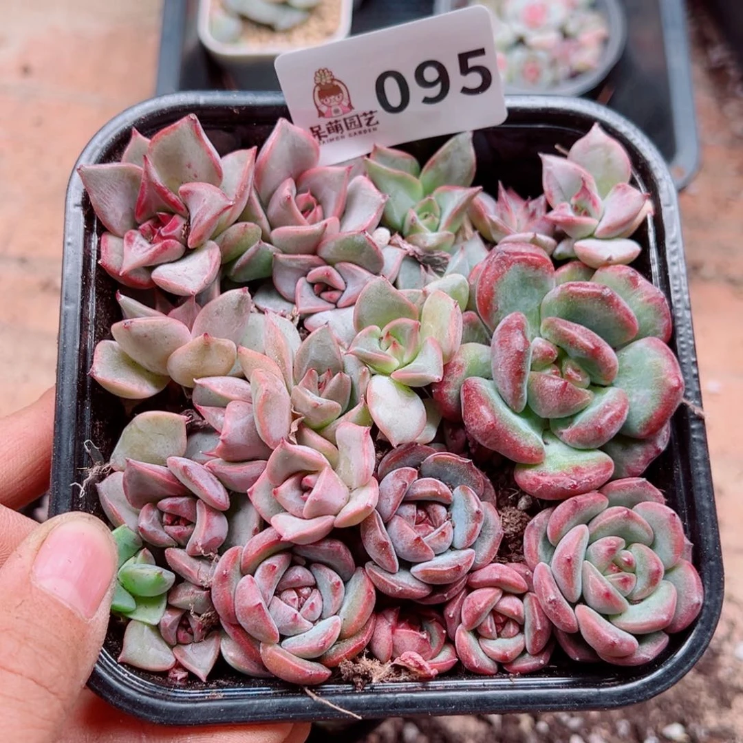 多肉植物多肉植物
