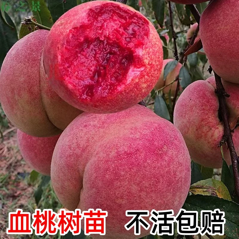 桃树果苗嫁接桃树苗水蜜桃树苗黄桃树苗当年结果南方北方种植树苗