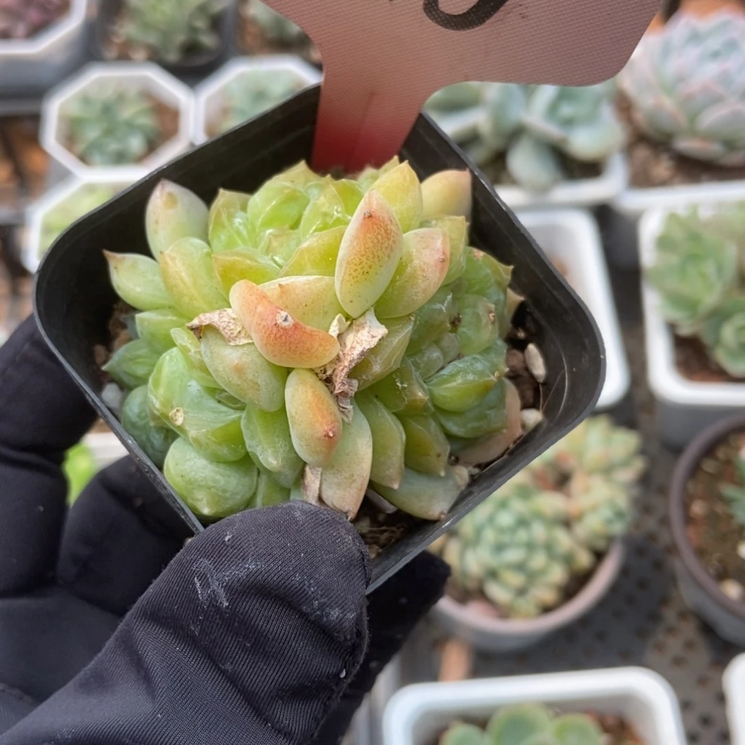 1815泡影多肉植物保护