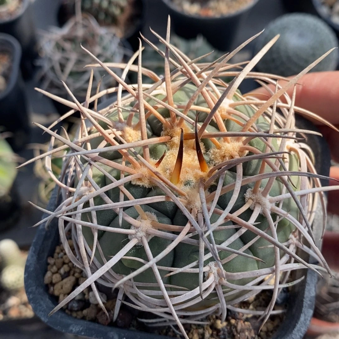 植播园艺超刺天平