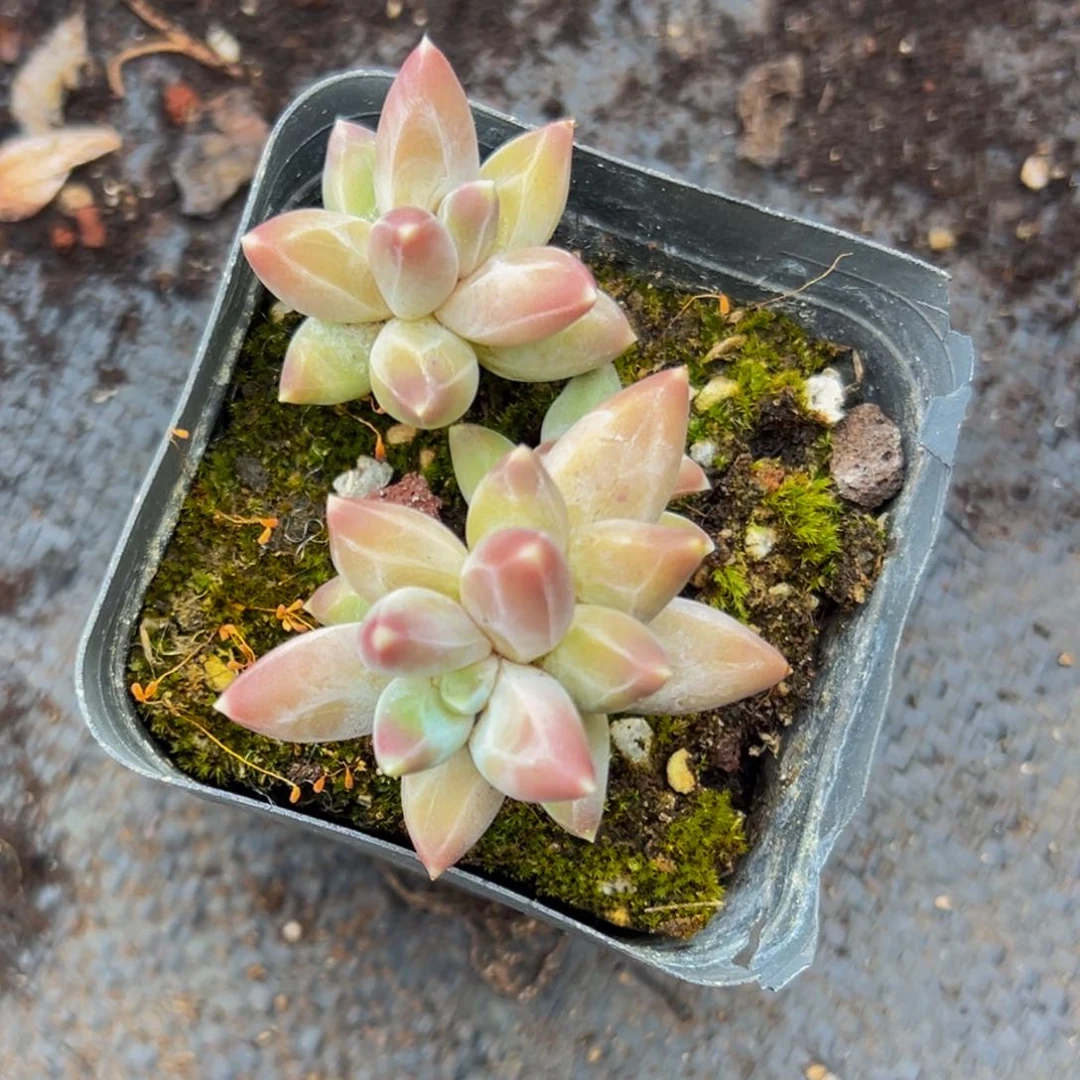 一颗美人系多肉植物