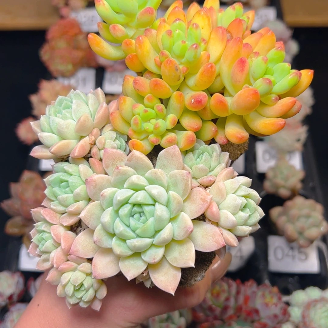 Y***1两个无土多肉，大的……