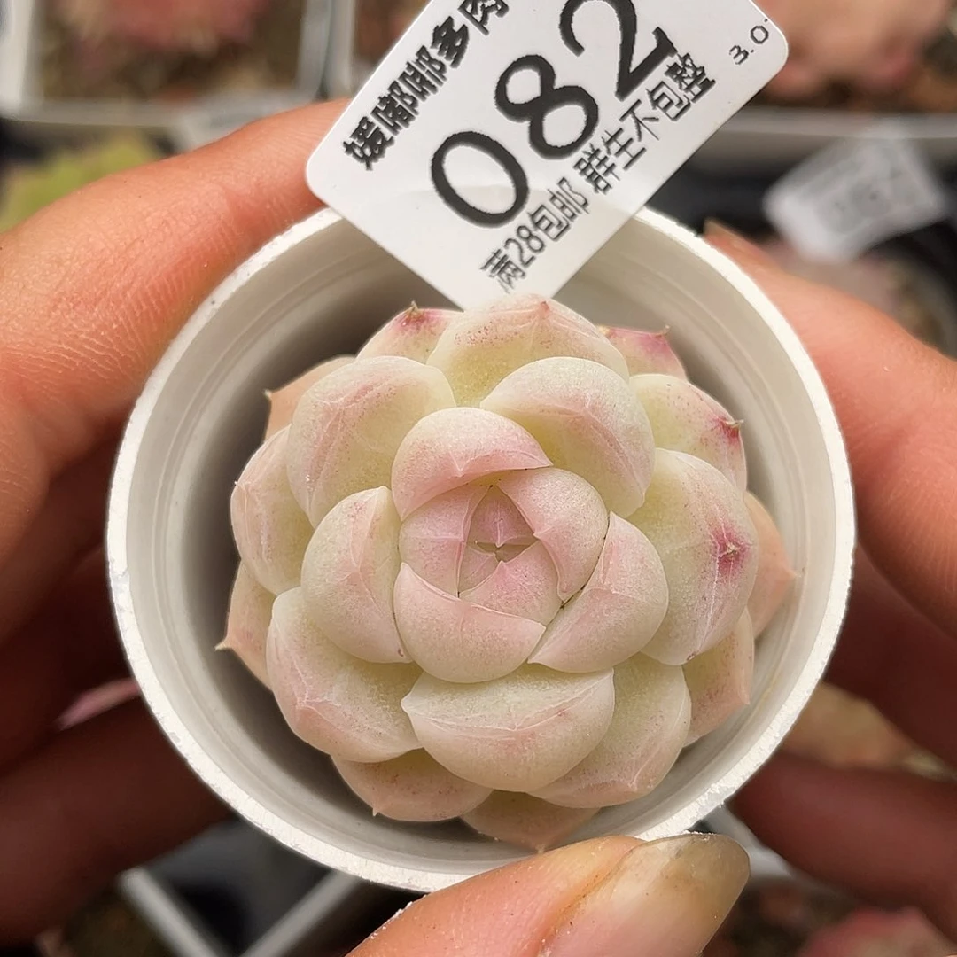 082 3.3一物一拍精品美肉