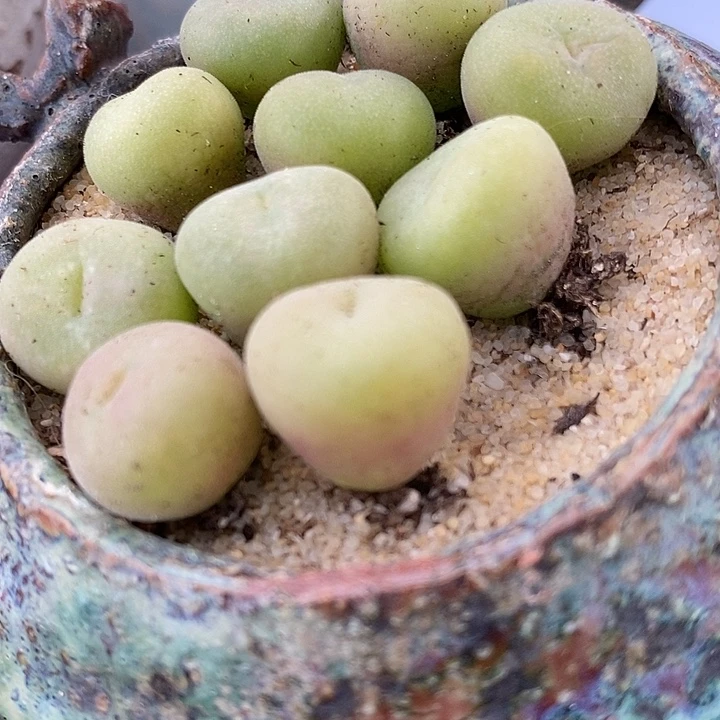 单头孔卡佛一颗。