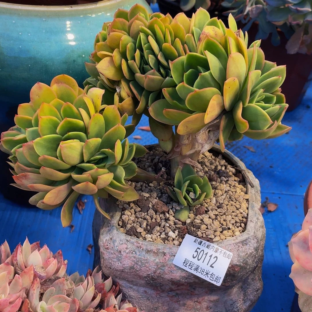 楚****具不知名缀50112多肉多肉