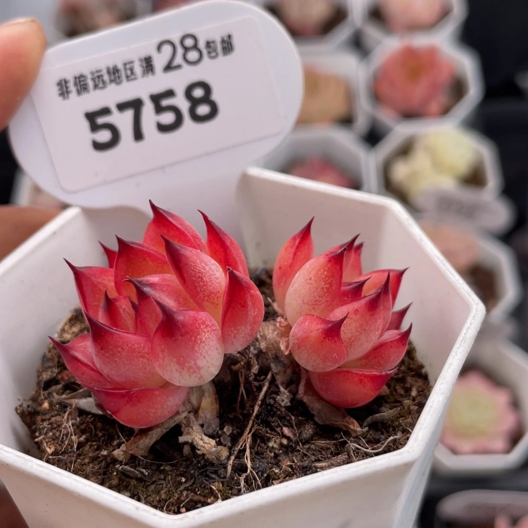 红酒5758-5.0厘米