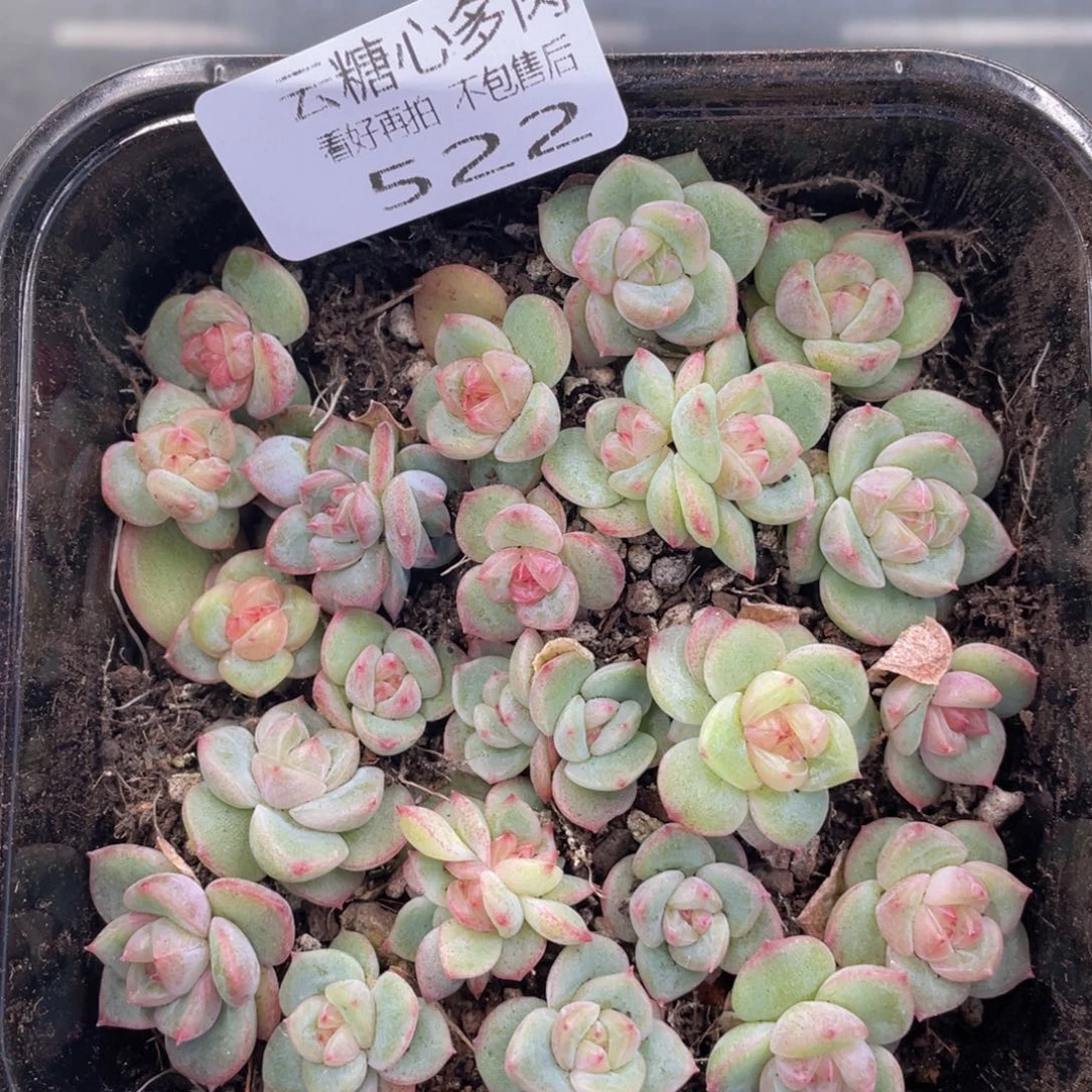 云糖心多肉植物522