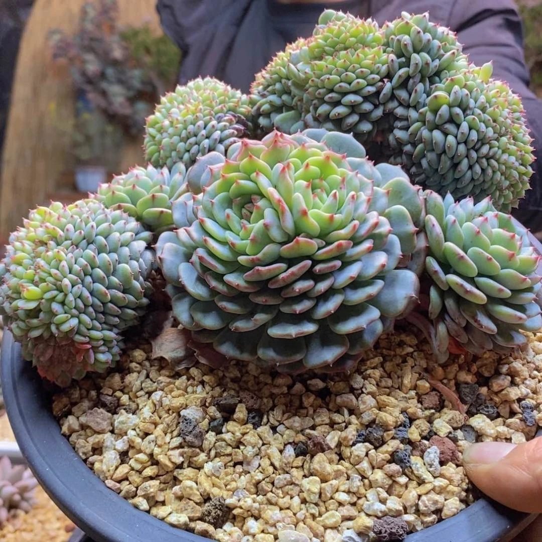 星***茶163号白胖子缀