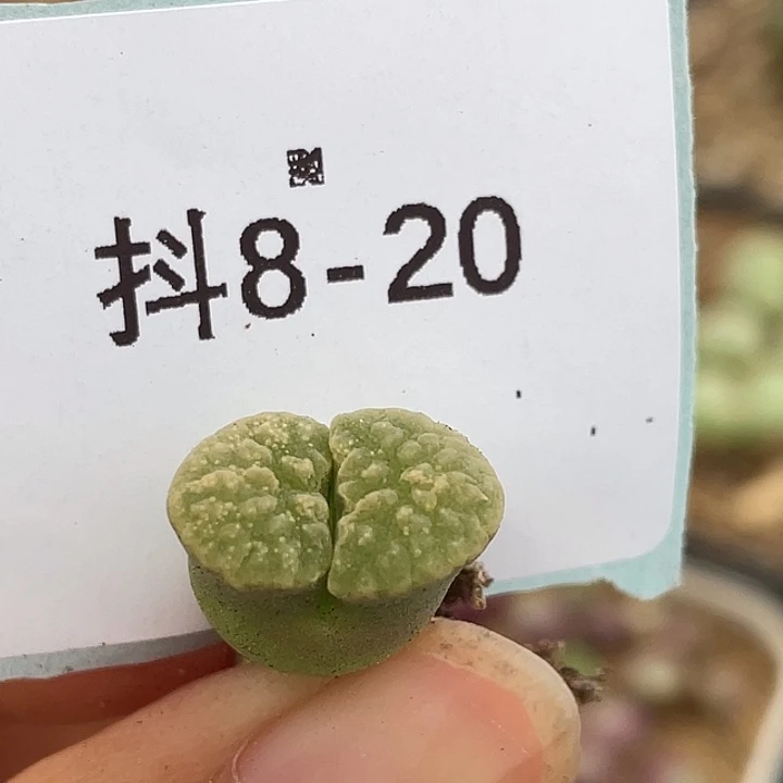 8-20雪花磁铁多肉植物