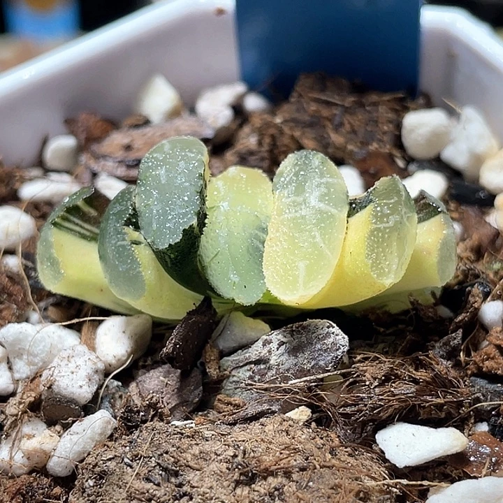 981虞姬锦特选福利