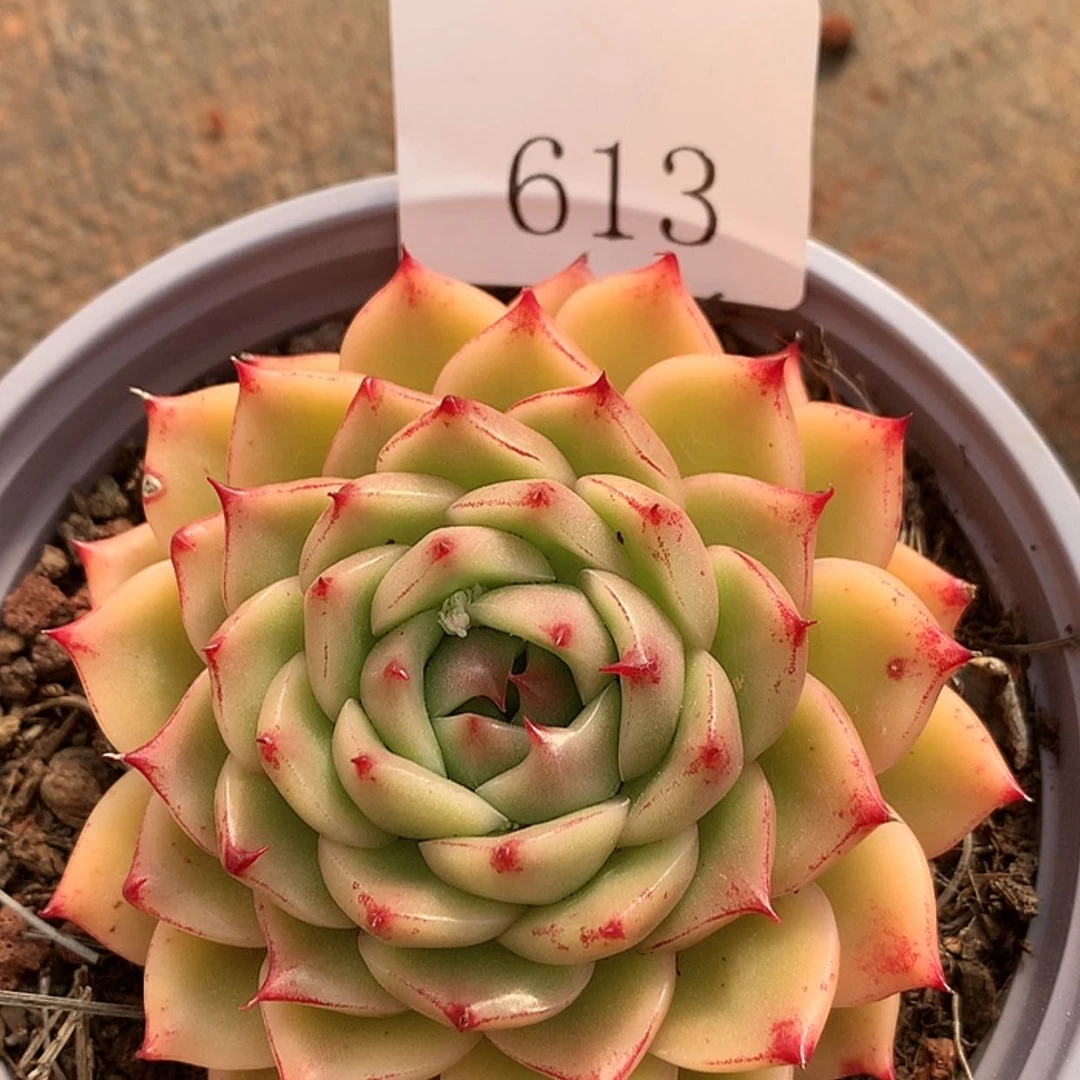 【闪购商品】云613麦秆