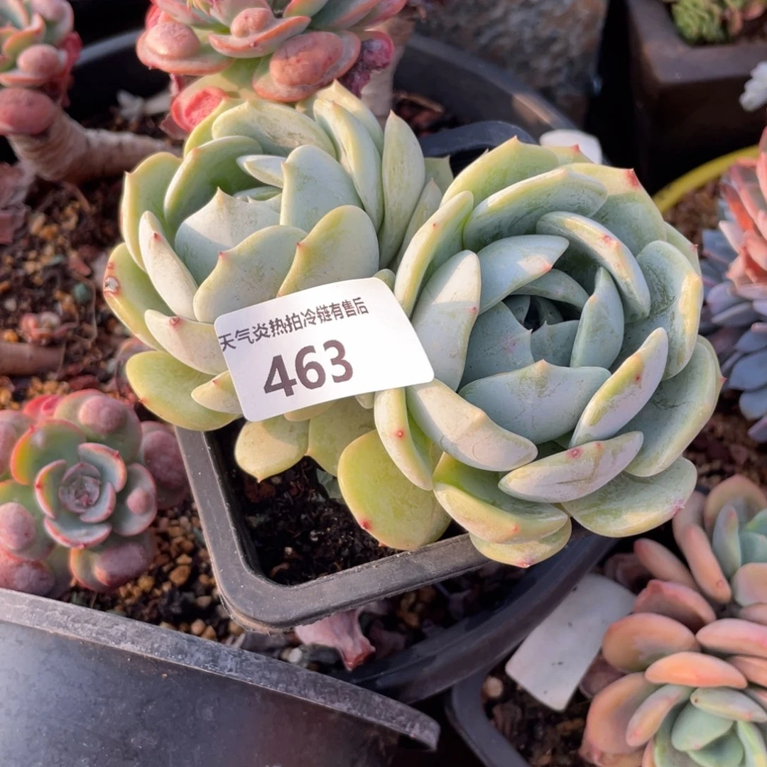 心****然463劳林双头多肉植物