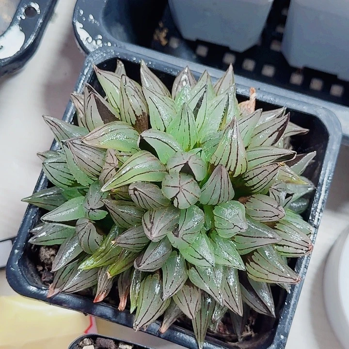 无花朵十二卷 西瓜群福利