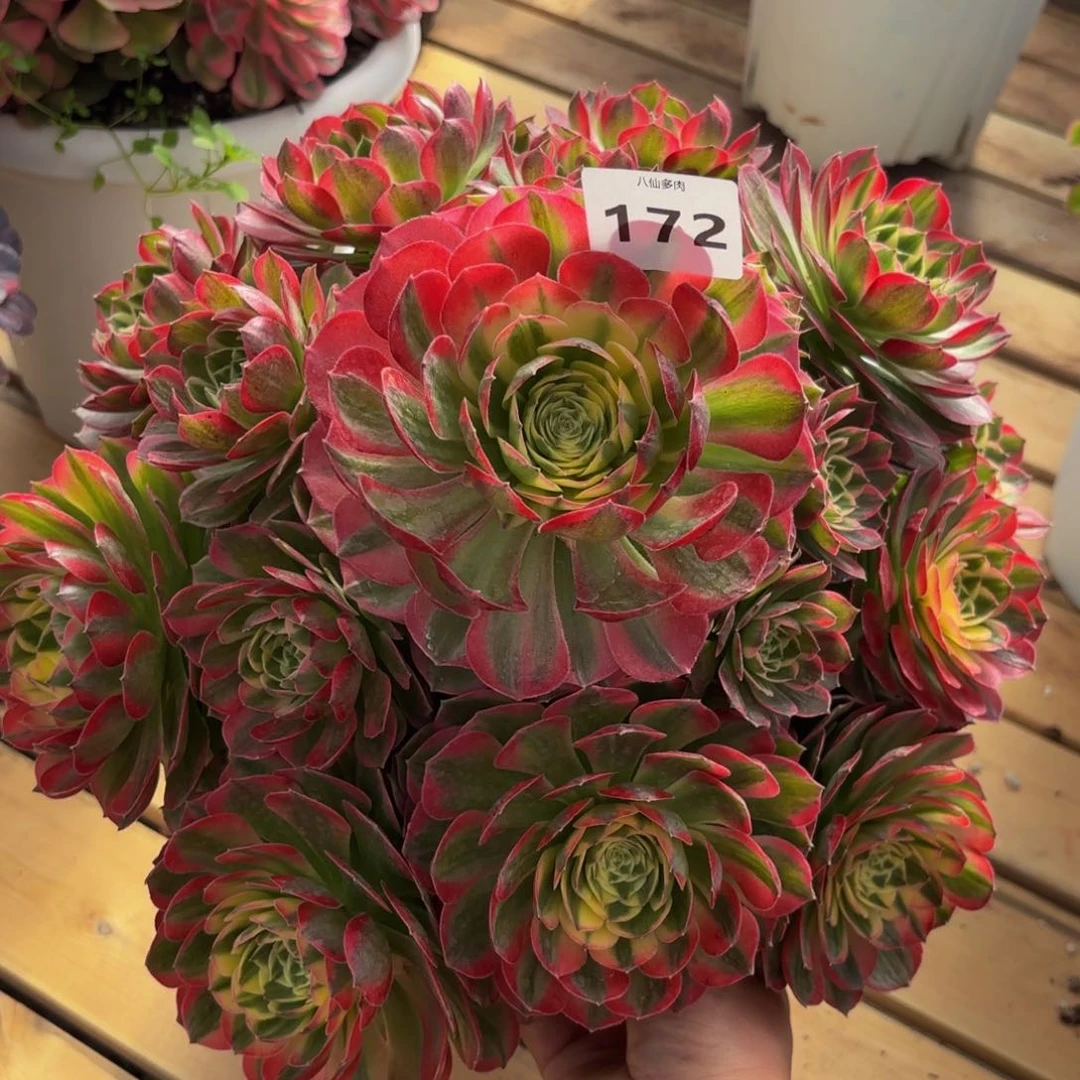 172多肉植物海王变异