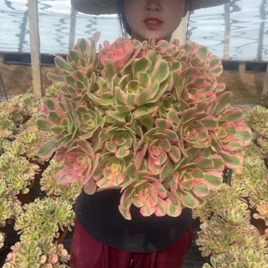 超大青苹果一颗包邮福利