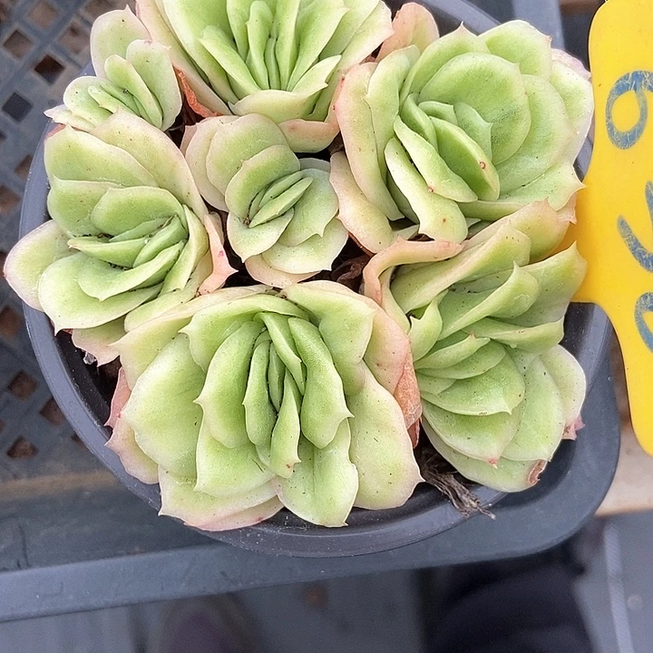 多肉植物冰玫瑰锦636